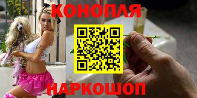 сатива Кингисепп